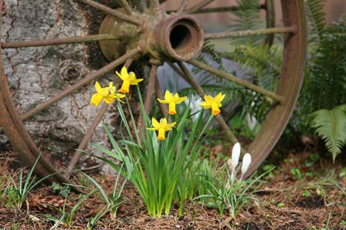 Fresh Daffodils Sprouting beside an Old Wagon Wheel