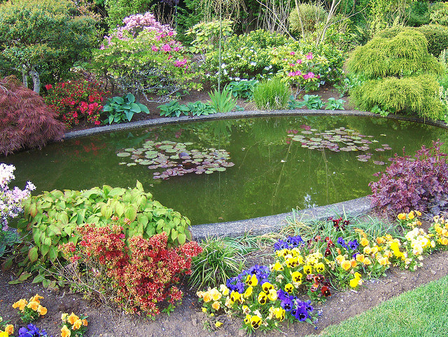 Add Colour and Life to Your Garden - Install a Pond 1